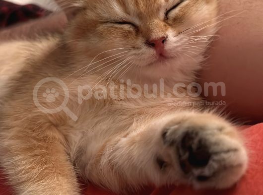 Safkan Golden Ny11