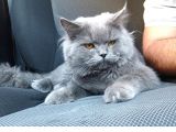 Ücretli 40 Günlük Dişi Orijinal British Shorthair
