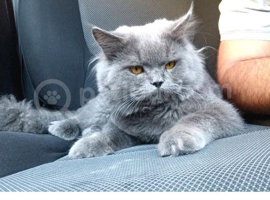 Ücretli 40 Günlük Dişi Orijinal British Shorthair görsel