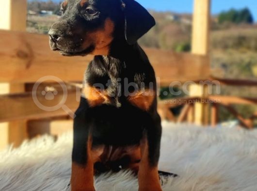 Doberman Yavrularım görsel