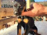 Doberman Yavrularım