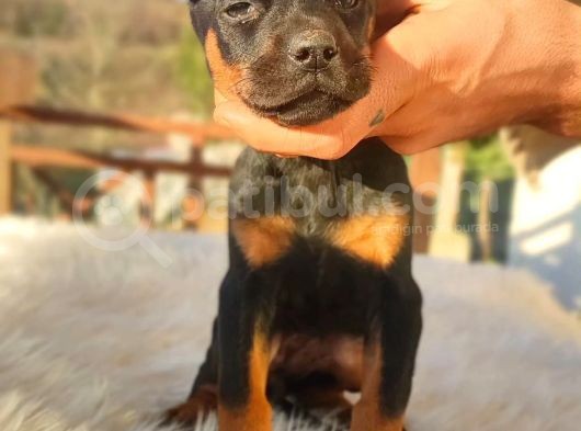 Doberman Yavrularım görsel