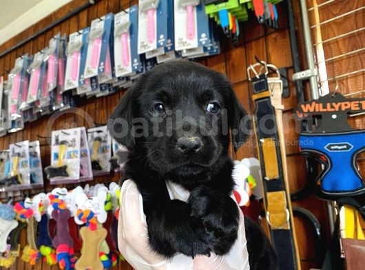 Safkan Siyah Labrador Retriever Yavrularımız görsel