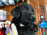 Safkan Siyah Labrador Retriever Yavrularımız