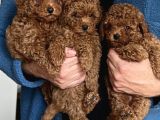 Red brown toy poodle yavrularımız