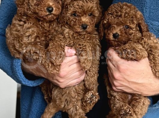 Red Brown Toy Poodle Yavrularımız