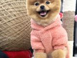 Teddyface