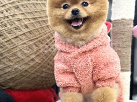 Teddyface görsel