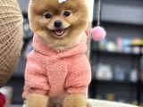 Teddyface