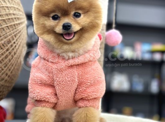 Teddyface