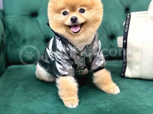 Teddyface görsel