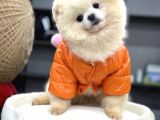 Safkan Pomeranian