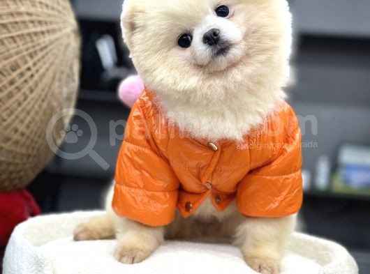 Safkan Pomeranian görsel