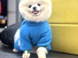 Safkan pomeranian