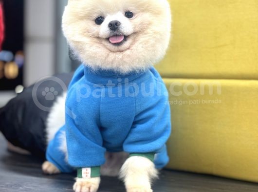 Safkan Pomeranian