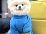 Safkan Pomeranian