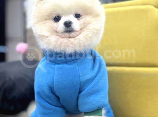 Safkan Pomeranian görsel