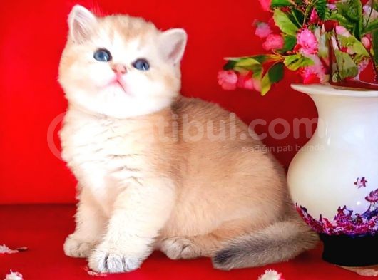 Show Kalite Golden Dişi Nyv11
