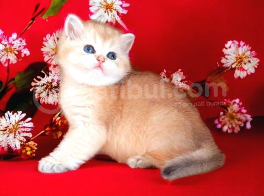 Show Kalite Golden Dişi Nyv11 görsel