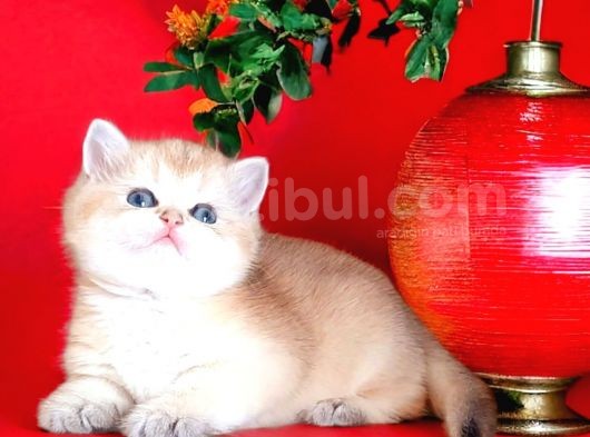 Show Kalite Golden Dişi Nyv11 görsel
