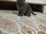 Ücretli 40 günlük dişi Orijinal British shorthair