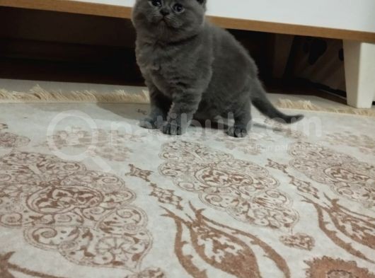 Ücretli 40 Günlük Dişi Orijinal British Shorthair