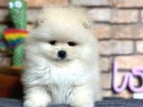 En Sevimli Pomeranian Boo Erkek Yavru