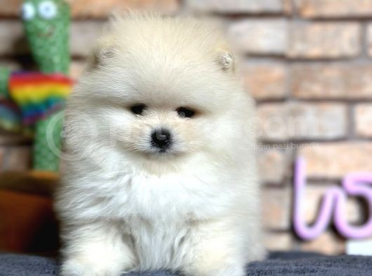 En Sevimli Pomeranian Boo Erkek Yavru görsel