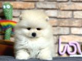 En sevimli Pomeranian Boo Erkek Yavru
