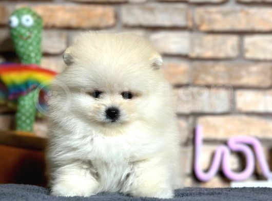 En Sevimli Pomeranian Boo Erkek Yavru