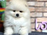 En Sevimli Pomeranian Boo Erkek Yavru