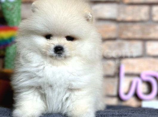 En Sevimli Pomeranian Boo Erkek Yavru görsel