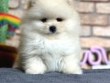 En Sevimli Pomeranian Boo Erkek Yavru