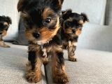 Ev Doğumlu Teacup Yorkshire Terrier