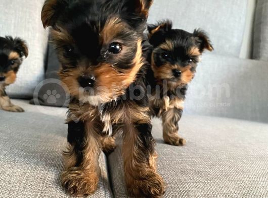 Ev Doğumlu Teacup Yorkshire Terrier görsel