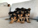 Ev doğumlu Teacup Yorkshire Terrier