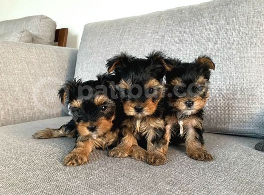 Ev doğumlu Teacup Yorkshire Terrier