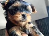 Ev Doğumlu Teacup Yorkshire Terrier