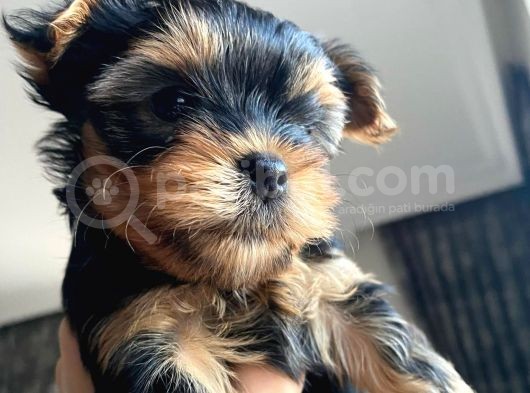 Ev Doğumlu Teacup Yorkshire Terrier görsel