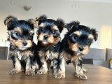 Ev Doğumlu Teacup Yorkshire Terrier