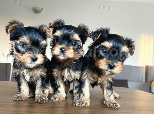 Ev Doğumlu Teacup Yorkshire Terrier görsel