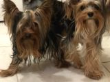 Ev Doğumlu Teacup Yorkshire Terrier