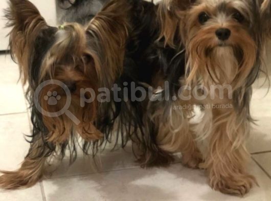 Ev Doğumlu Teacup Yorkshire Terrier görsel