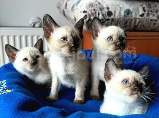 Özel Safkan Si̇yam Kedi̇leri̇mi̇z görsel
