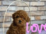 Kıvırcık Tüy Yumağı Toy Poodle Yavrularım
