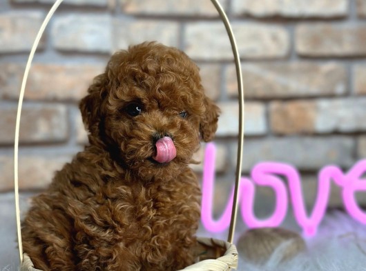 Kıvırcık Tüy Yumağı Toy Poodle Yavrularım görsel