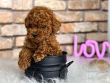 Kıvırcık Tüy Yumağı Toy Poodle Yavrularım