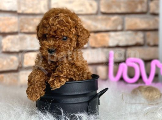 Kıvırcık Tüy Yumağı Toy Poodle Yavrularım görsel