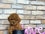 kıvırcık tüy yumağı toy poodle yavrularım
