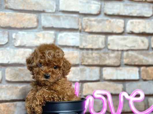 Kıvırcık Tüy Yumağı Toy Poodle Yavrularım